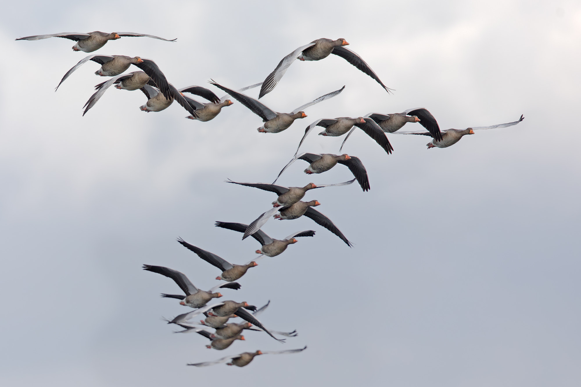 Canon EF 500mm F4L IS II USM sample photo. Wild geese photography