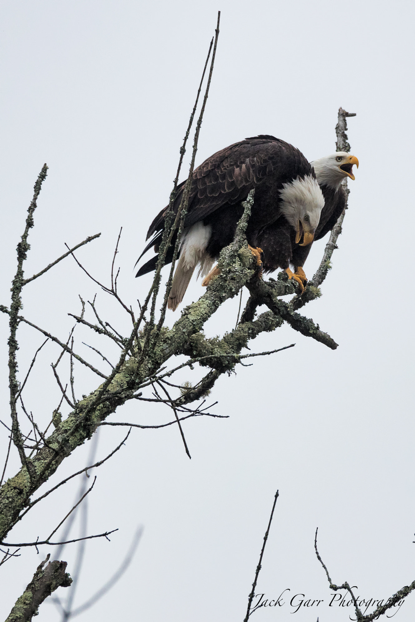 Canon EOS 5DS sample photo. Male and female bald eagle talking photography