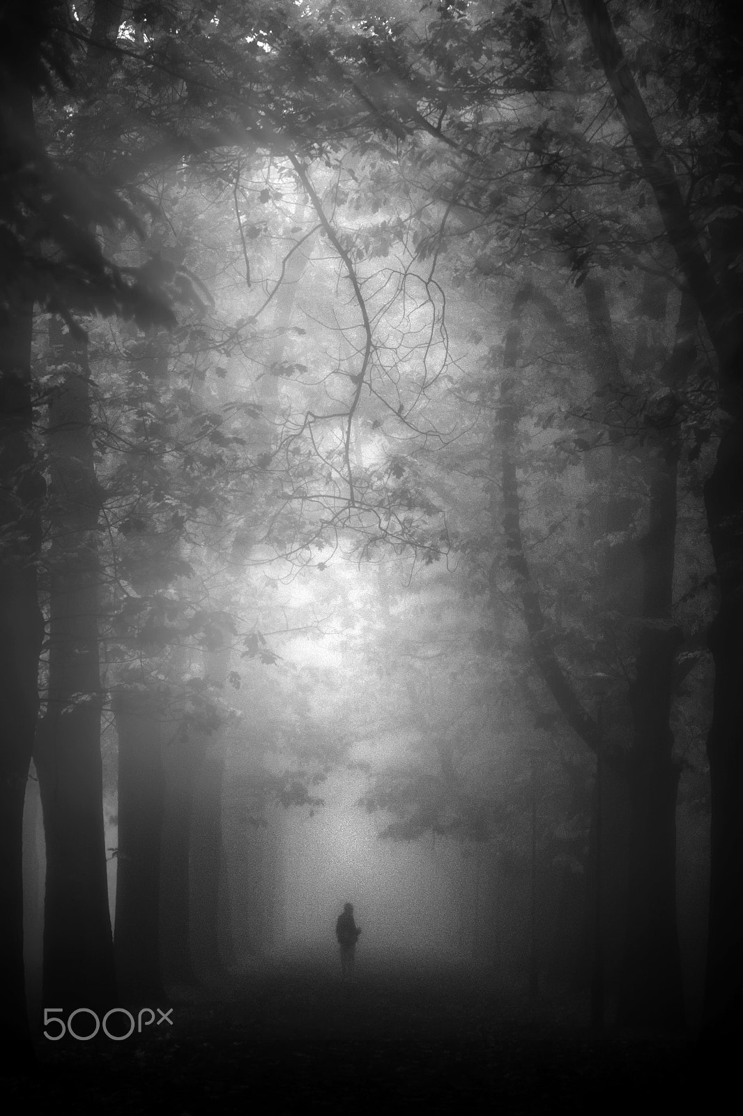 Nikon D300S sample photo. Fog photography