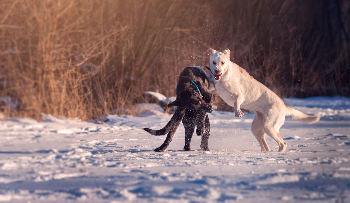 Canon EOS 700D (EOS Rebel T5i / EOS Kiss X7i) + Canon EF 135mm F2L USM sample photo. Dangerous play photography