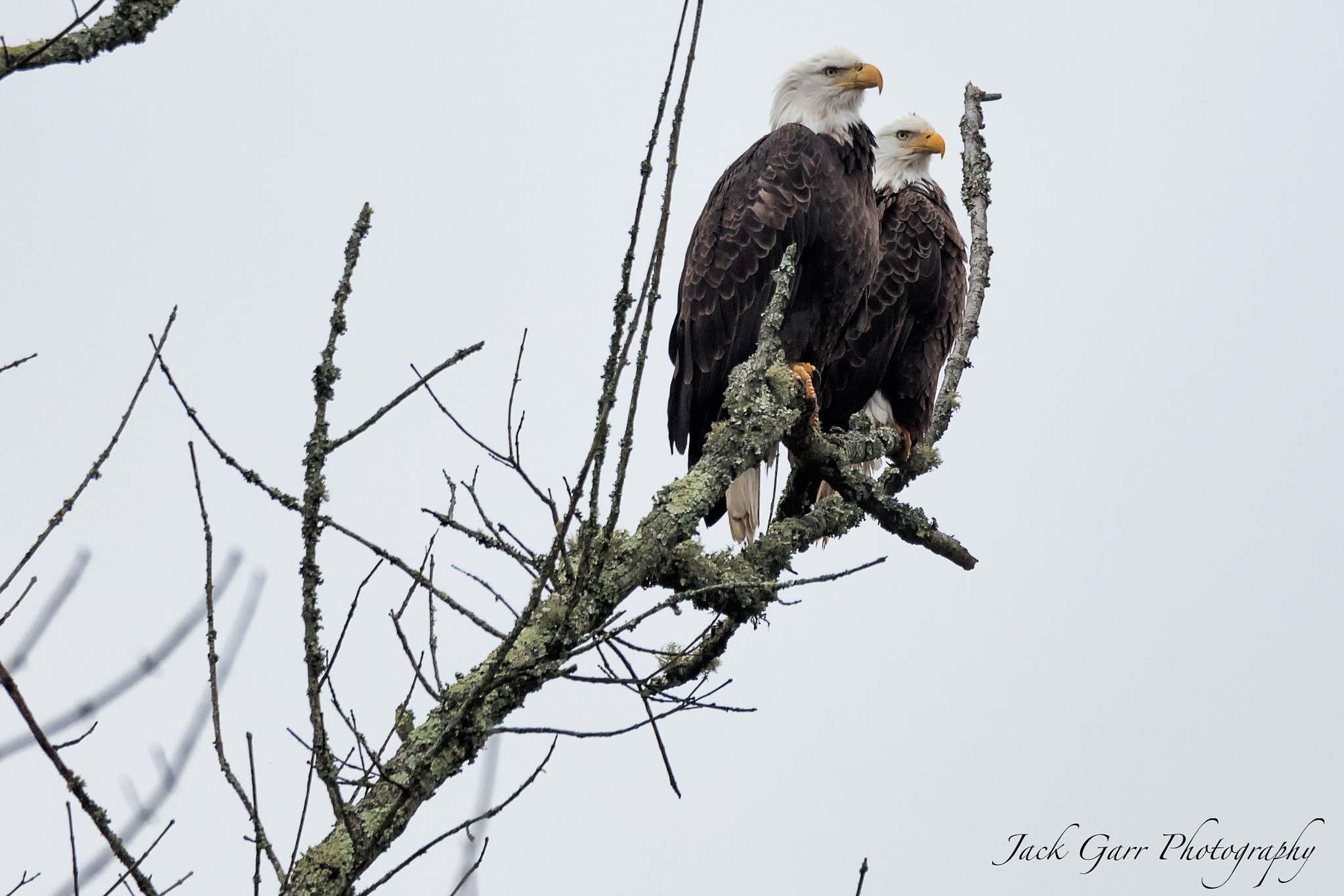 Canon EOS 5DS sample photo. Male and female bald eagle photography