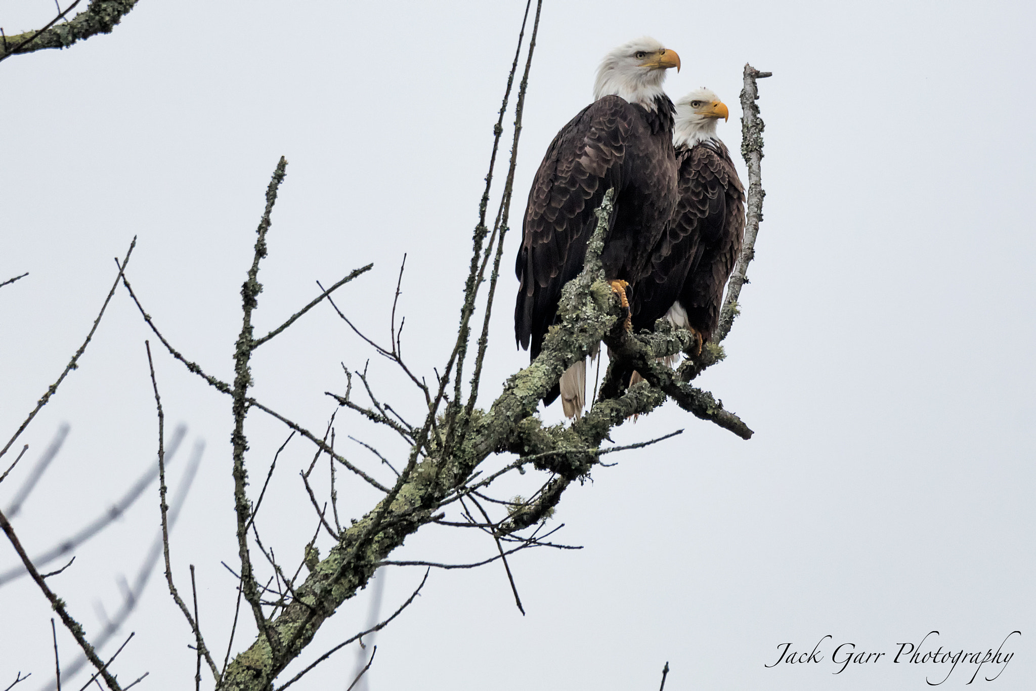 150-600mm F5-6.3 DG OS HSM | Sports 014 sample photo. Male and female bald eagle photography