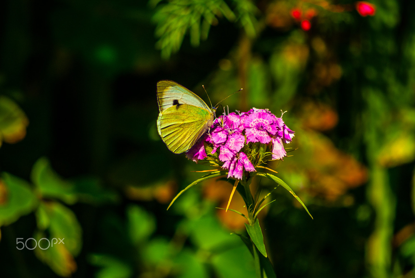 Sony Alpha DSLR-A330 sample photo. Italy animals photography