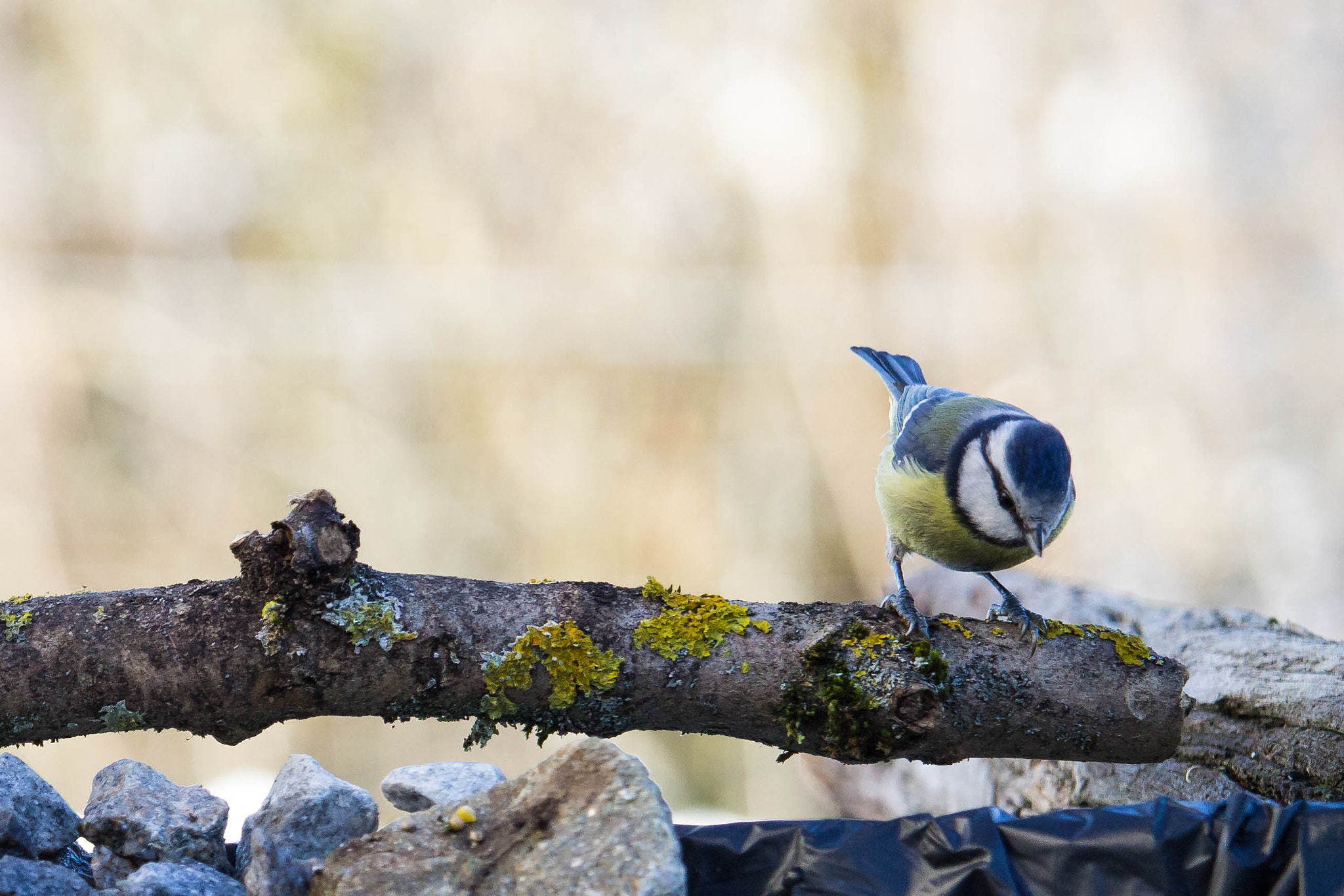 Canon EF-S 55-250mm F4-5.6 IS STM sample photo. Mésange bleue photography