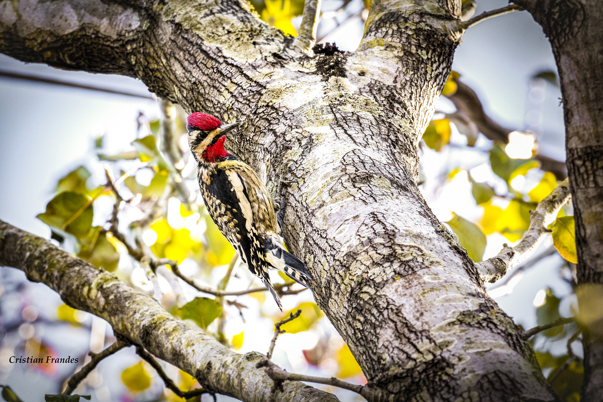 Canon EOS 5DS R sample photo. New orleans woodpecker photography