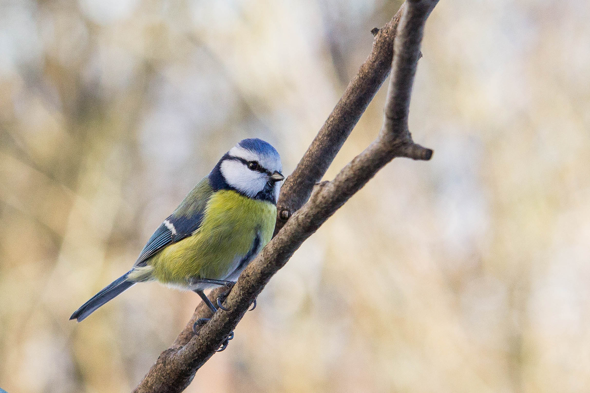 Canon EF-S 55-250mm F4-5.6 IS STM sample photo. Mésange bleue photography