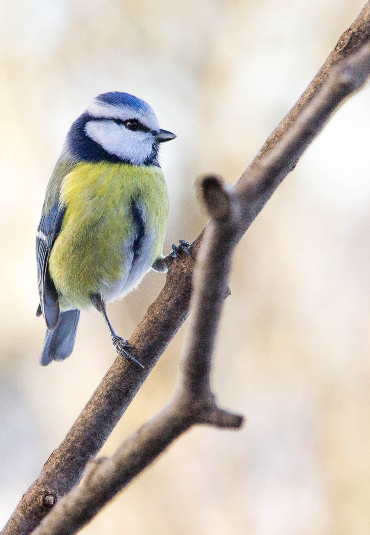 Canon EF-S 55-250mm F4-5.6 IS STM sample photo. Mésange bleue photography