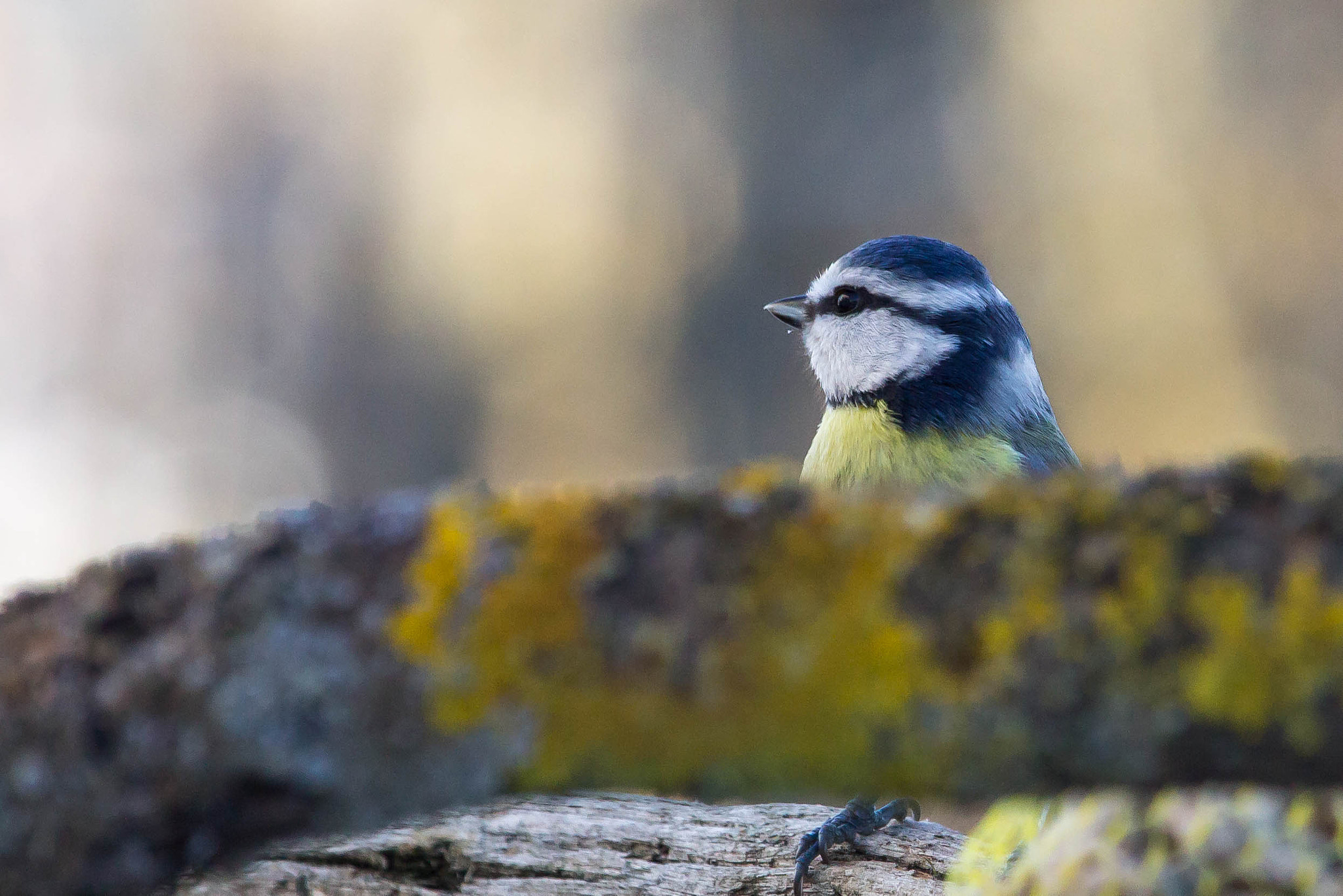 Canon EF-S 55-250mm F4-5.6 IS STM sample photo. Mésange bleue photography