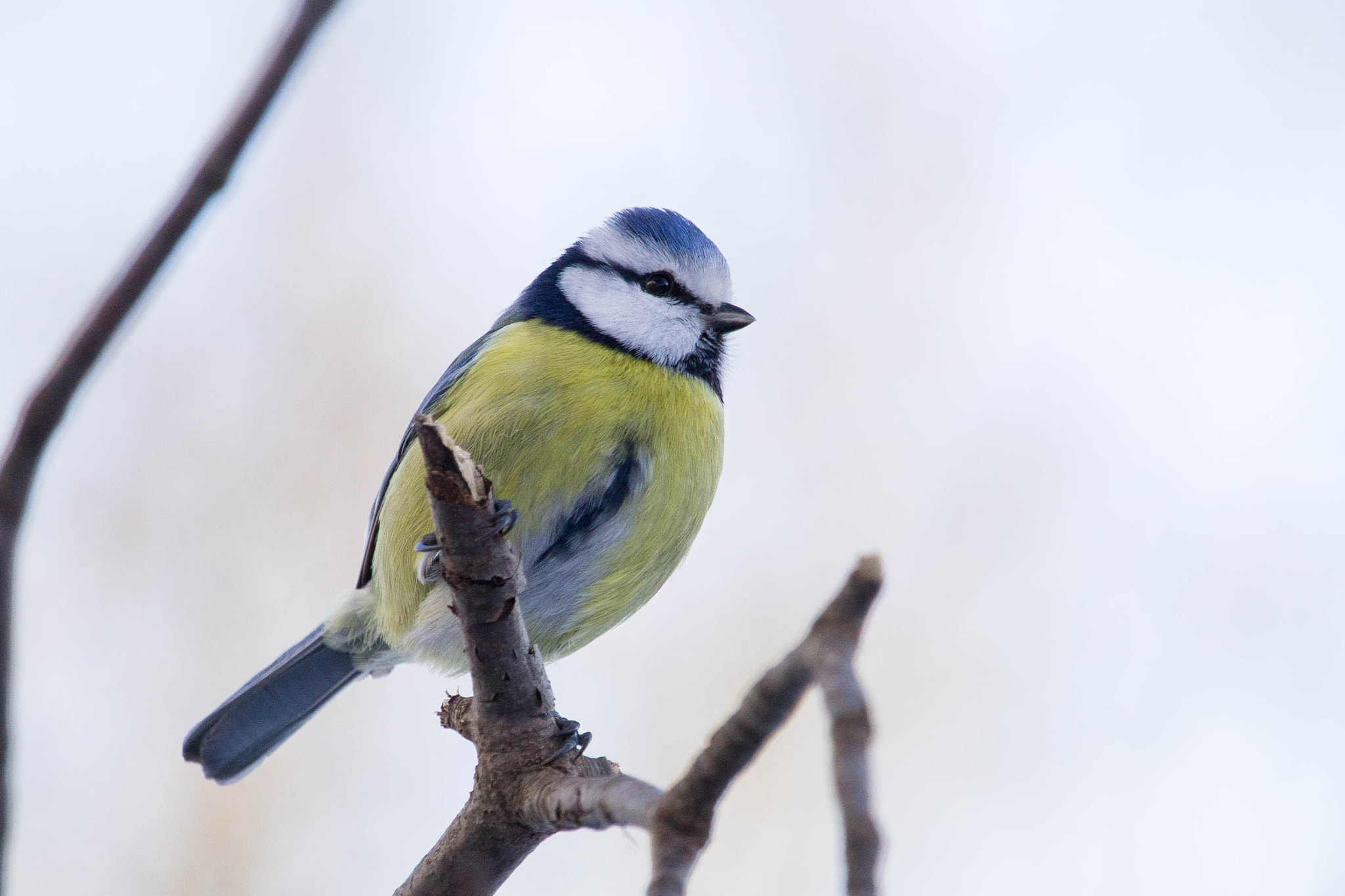 Canon EF-S 55-250mm F4-5.6 IS STM sample photo. Mésange bleue photography