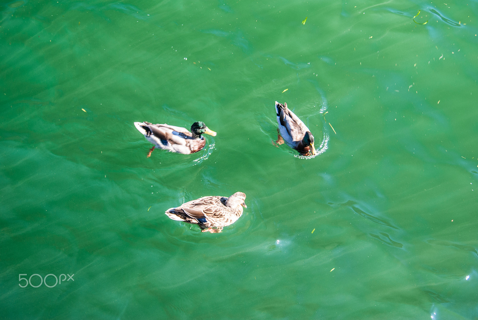 Sony Alpha DSLR-A330 + Sony DT 18-55mm F3.5-5.6 SAM sample photo. Italy animals photography