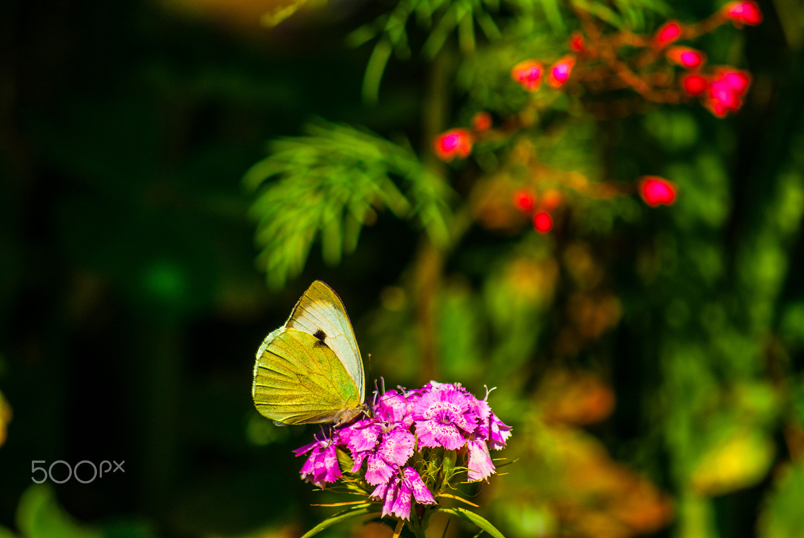 Sony Alpha DSLR-A330 sample photo. My beautiful photo photography