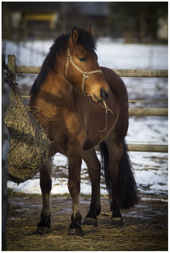 Sigma 70-200mm F2.8 EX DG OS HSM sample photo. A big friend photography