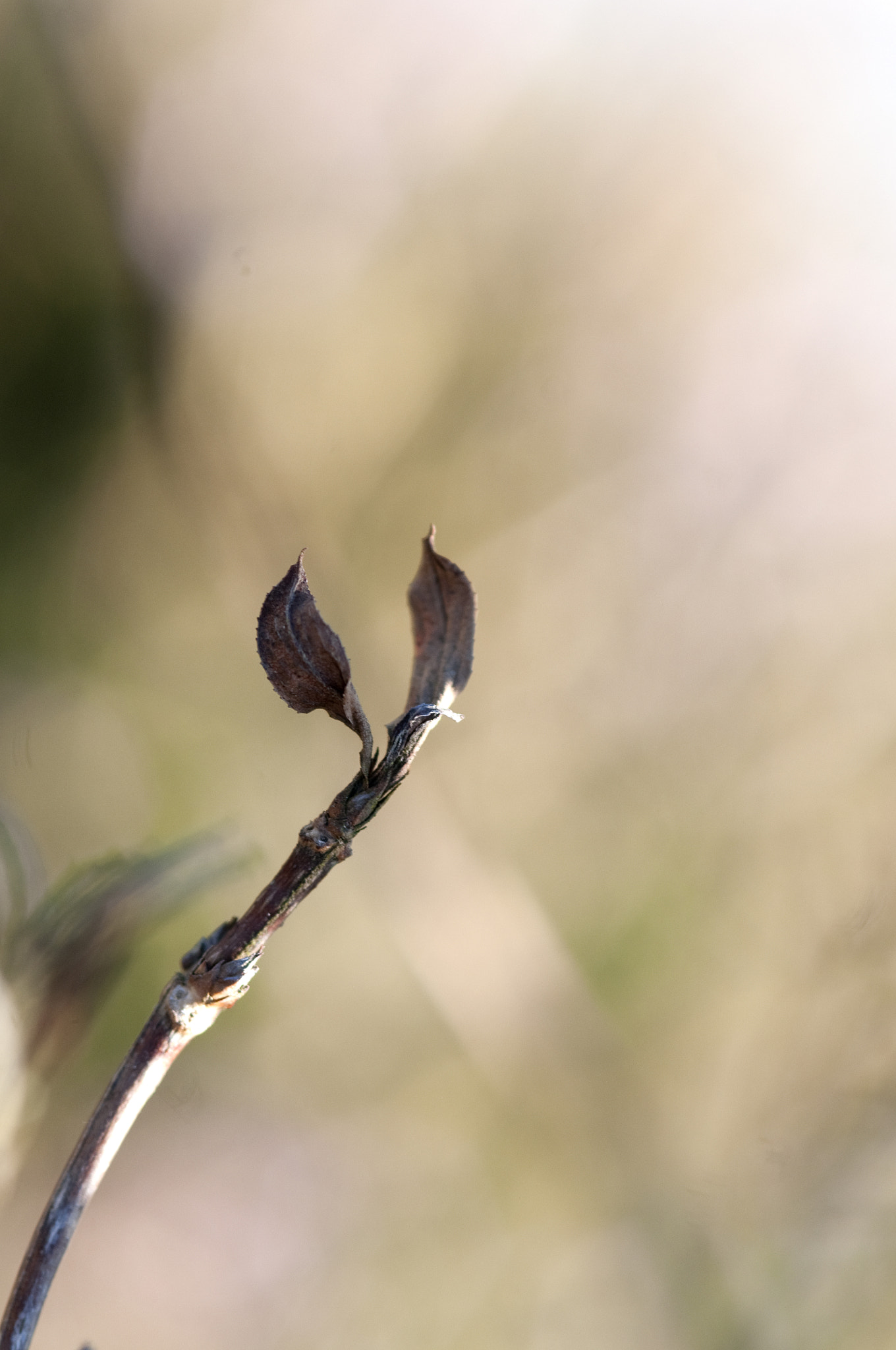 Nikon AF-S Micro-Nikkor 105mm F2.8G IF-ED VR sample photo. Winter blad photography