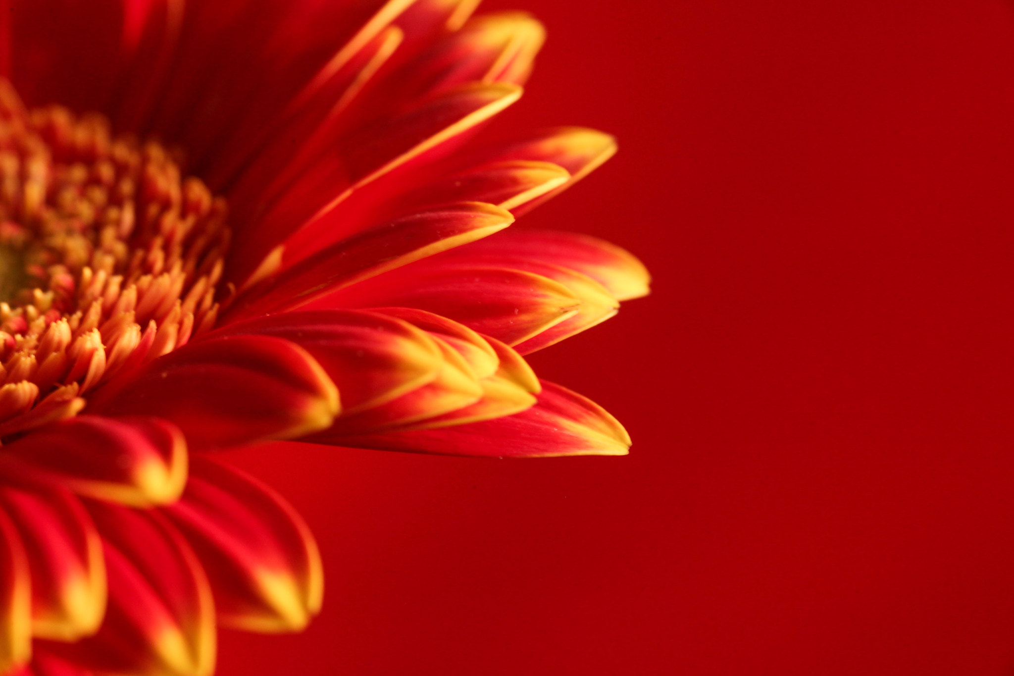 Canon EOS 5D Mark II sample photo. A flower with red blackground. photography