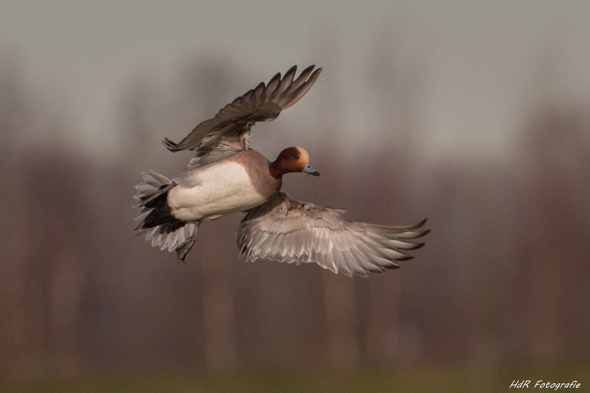 Canon EOS 70D sample photo. Eurasian wigeon cleared to land... photography
