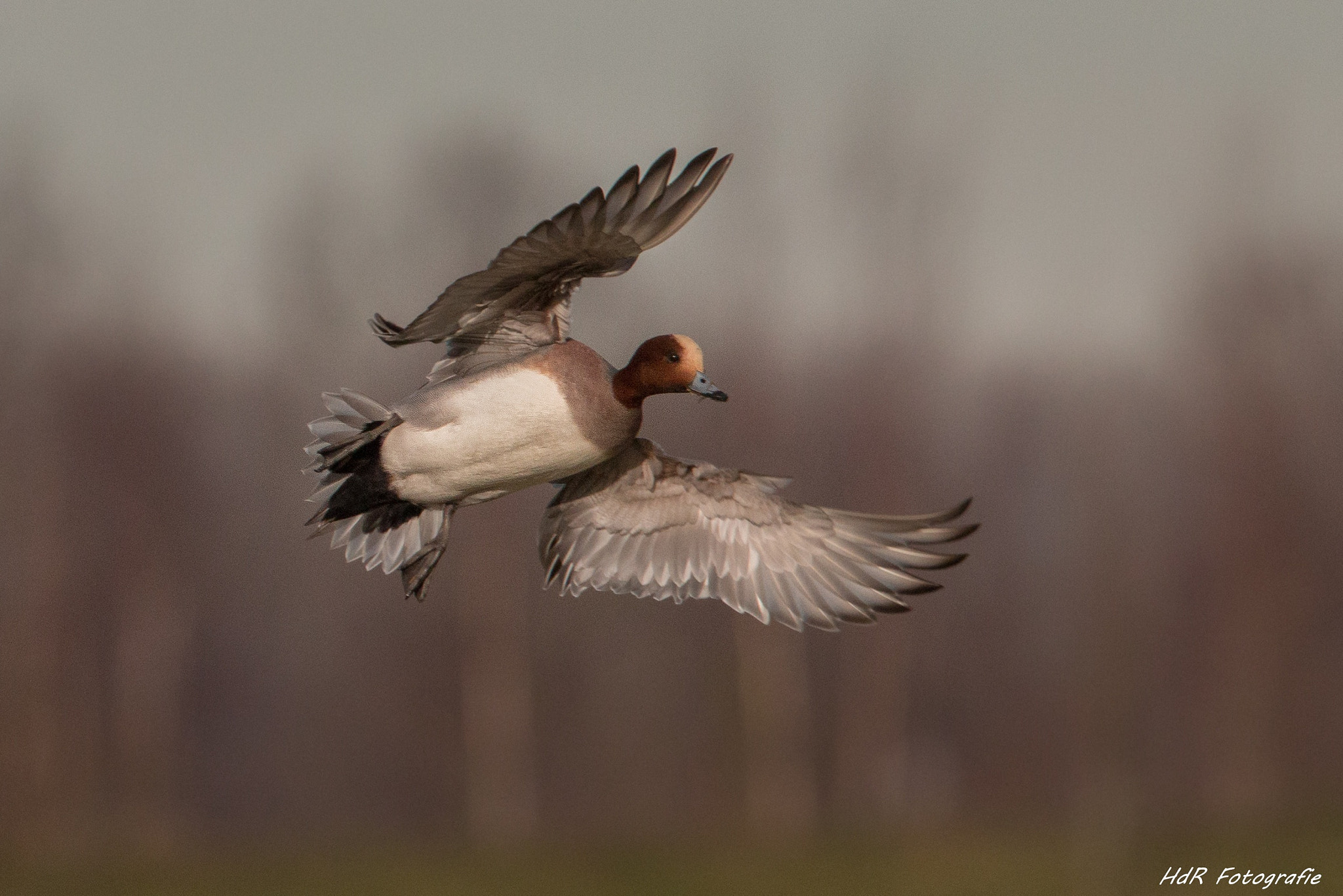 Canon EF 300mm F2.8L IS II USM sample photo. Eurasian wigeon cleared to land... photography