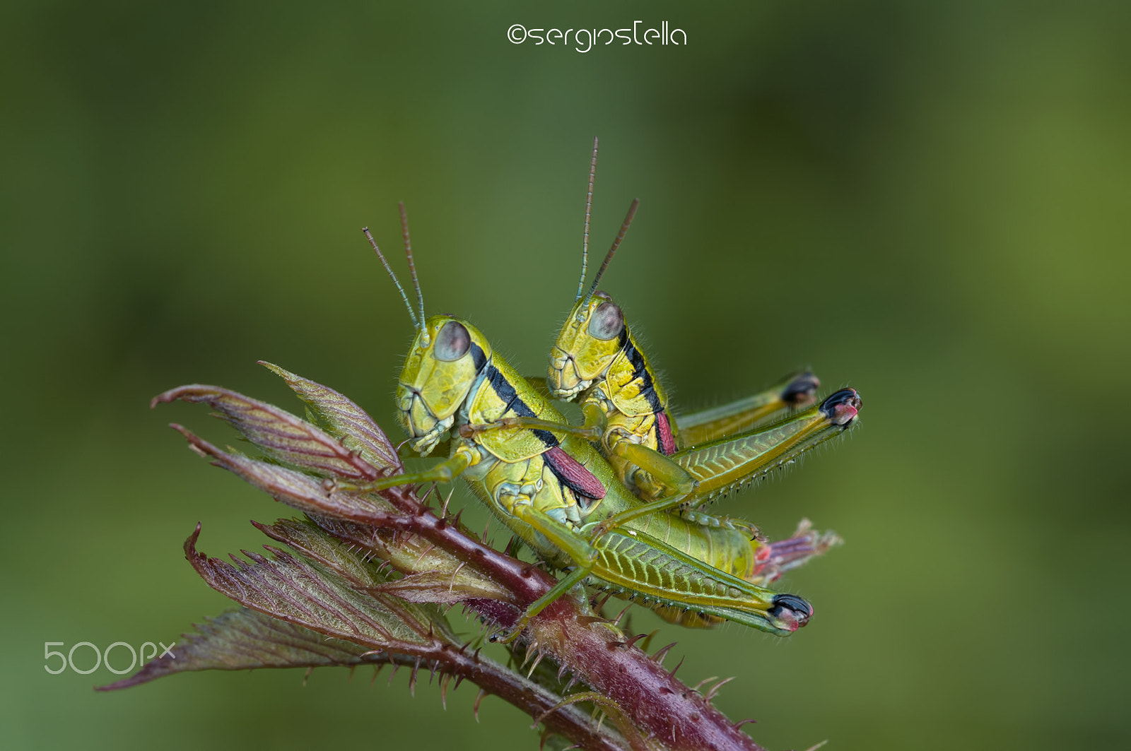Nikon D90 sample photo. Loving grasshoppers_____ photography