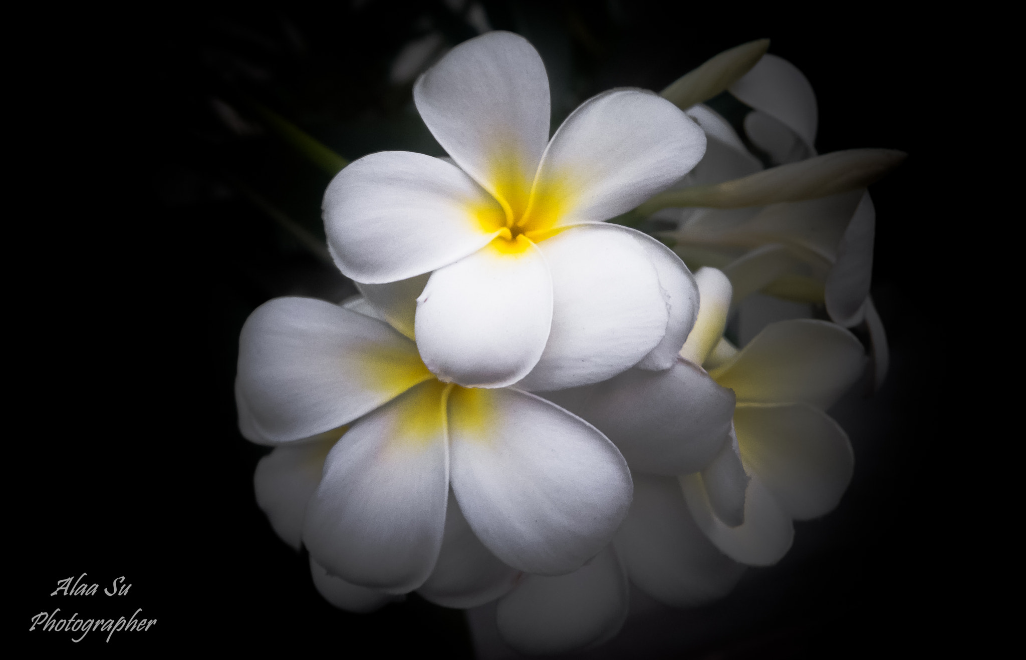 Fujifilm XF1 sample photo. White flowers 1 photography