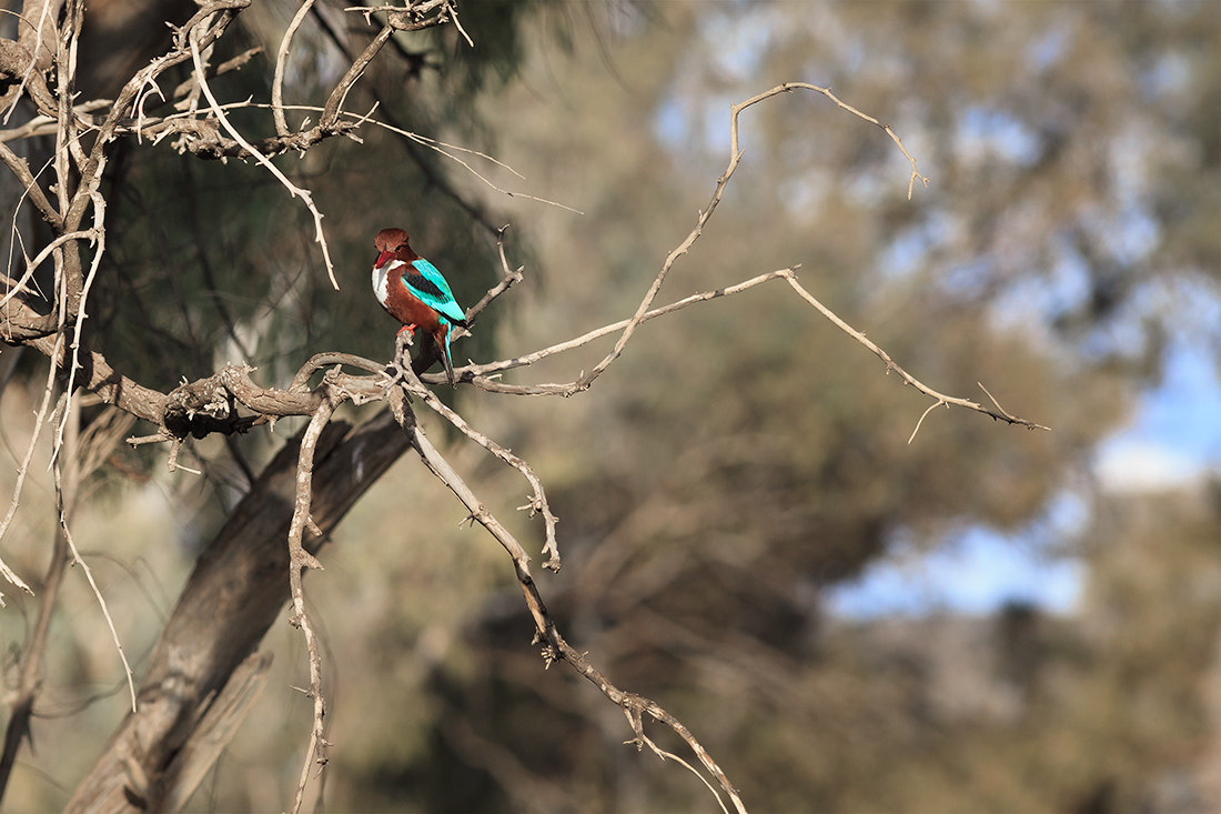 Canon EOS 6D + Canon EF 400mm F5.6L USM sample photo. Kingfisher photography