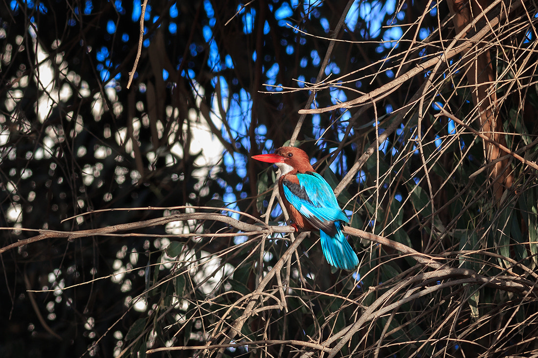 Canon EOS 6D + Canon EF 400mm F5.6L USM sample photo. Kingfisher 2 photography