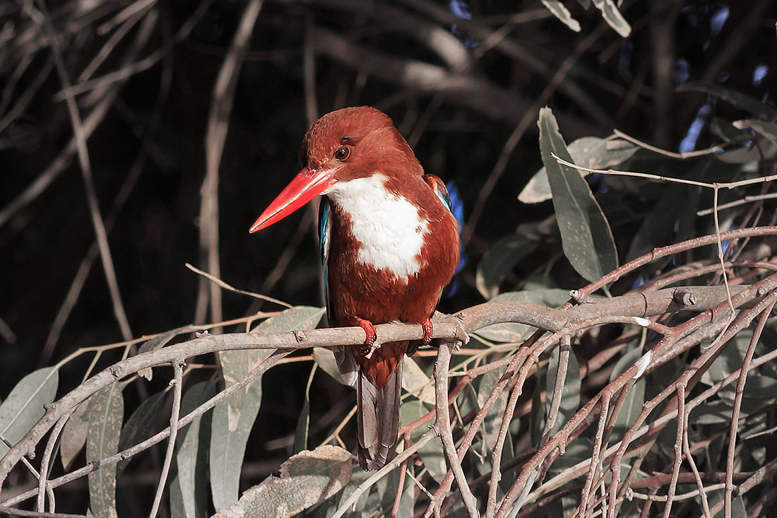 Canon EOS 6D + Canon EF 400mm F5.6L USM sample photo. Kingfisher posed photography