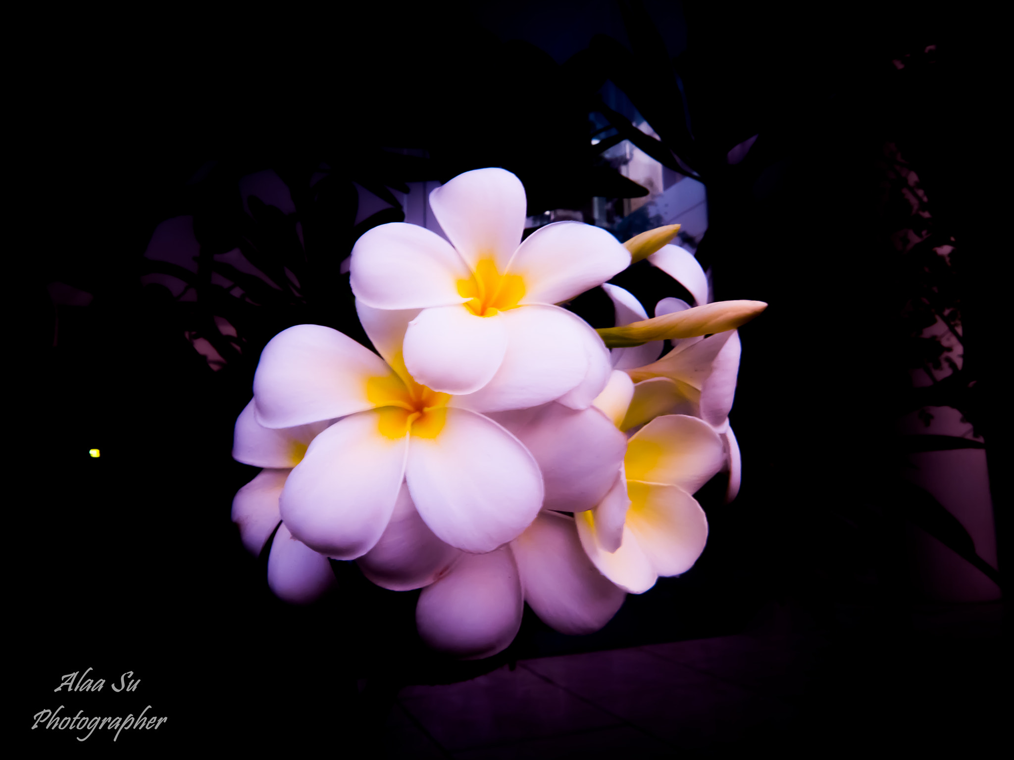 Fujifilm XF1 sample photo. White flowers 2 photography