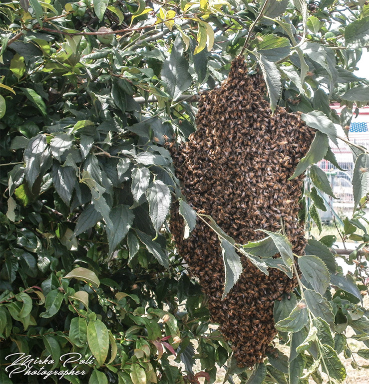Olympus VG130,D710 sample photo. Hive photography