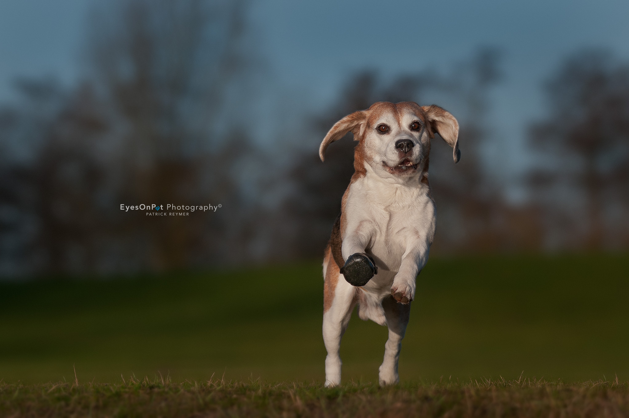 Nikon D300 sample photo. Jumping beagle photography