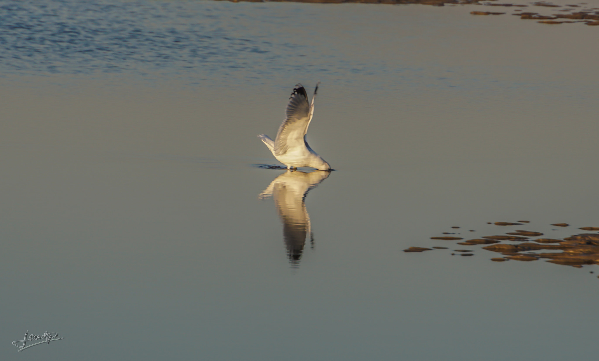 Tamron 16-300mm F3.5-6.3 Di II VC PZD Macro sample photo. La tete dans l eau photography