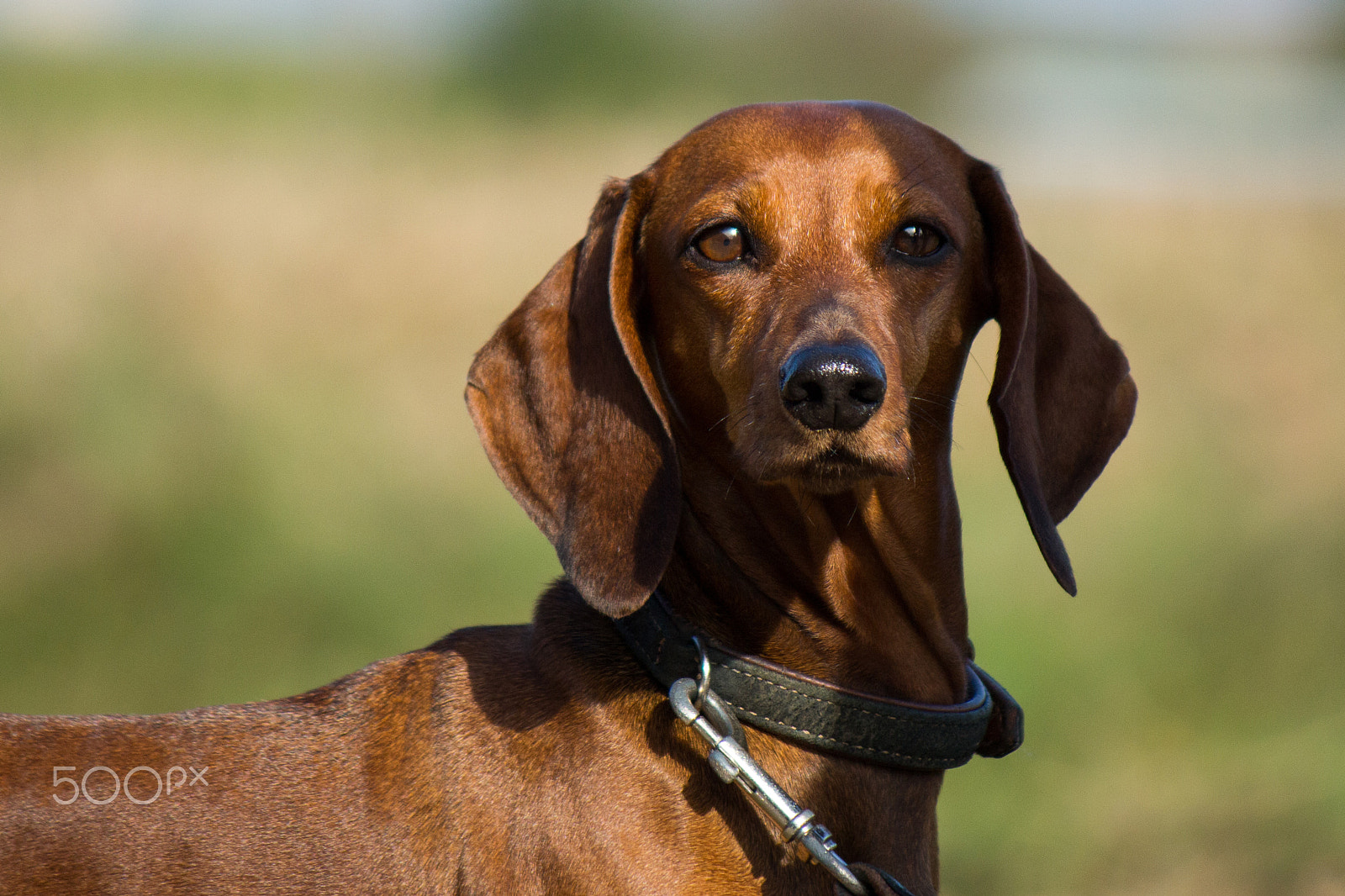 Canon EF-S 55-250mm F4-5.6 IS II sample photo