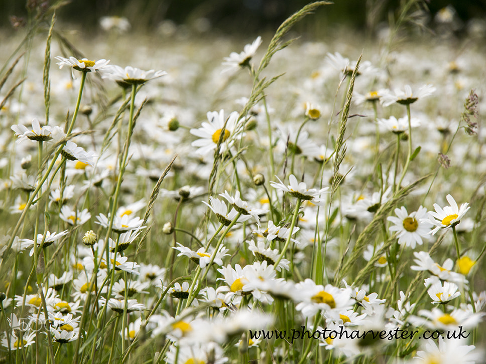 Olympus PEN E-PL1 sample photo. Daisies galore photography