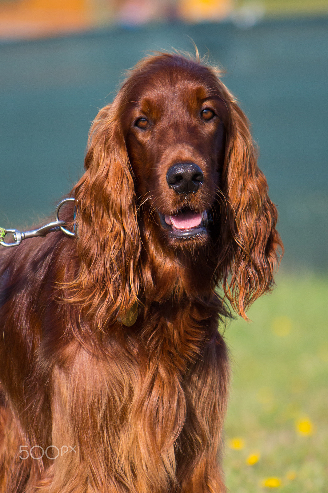 Canon EF-S 55-250mm F4-5.6 IS II sample photo