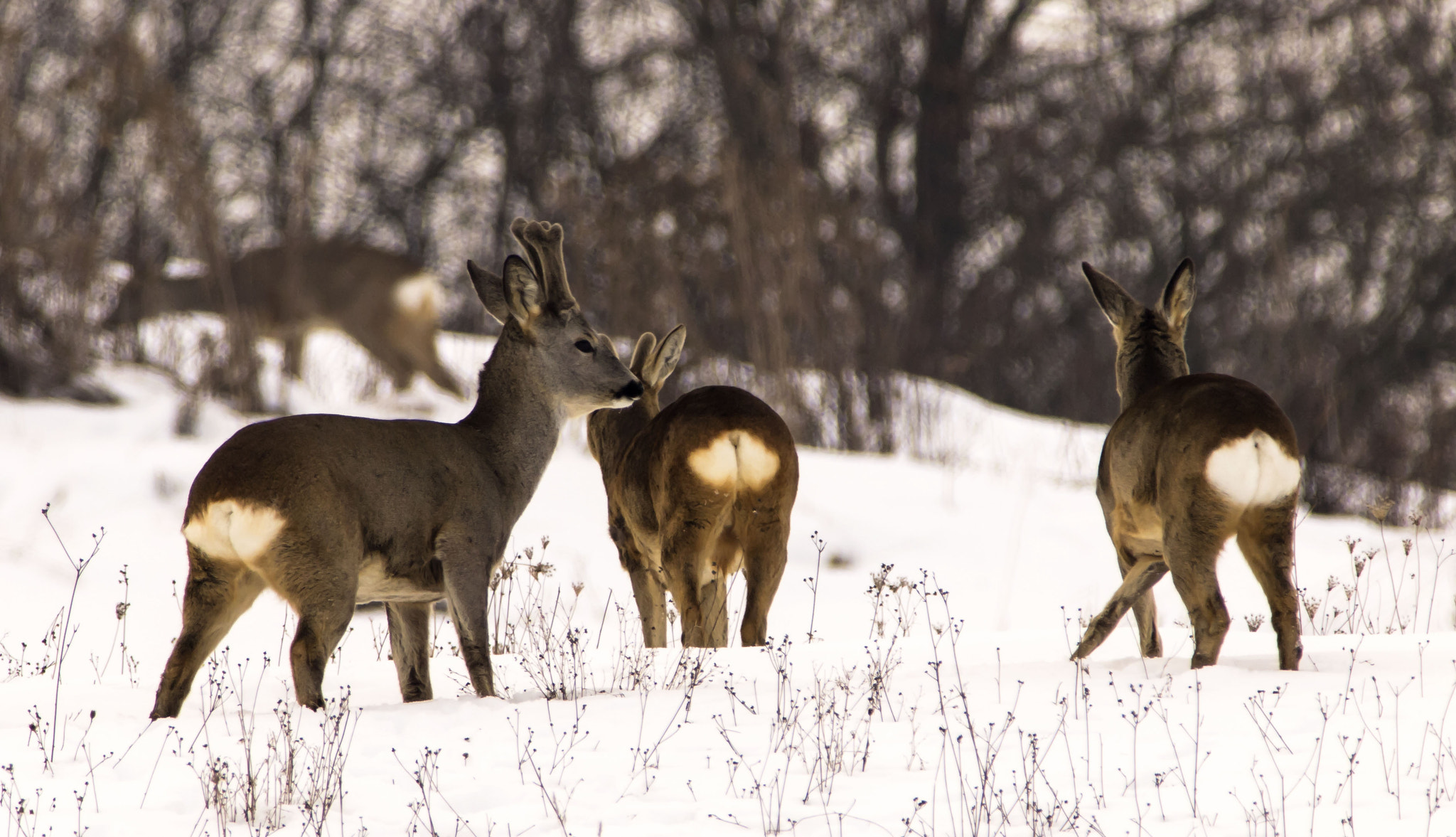 OLYMPUS 300mm Lens sample photo. Deers in winter photography