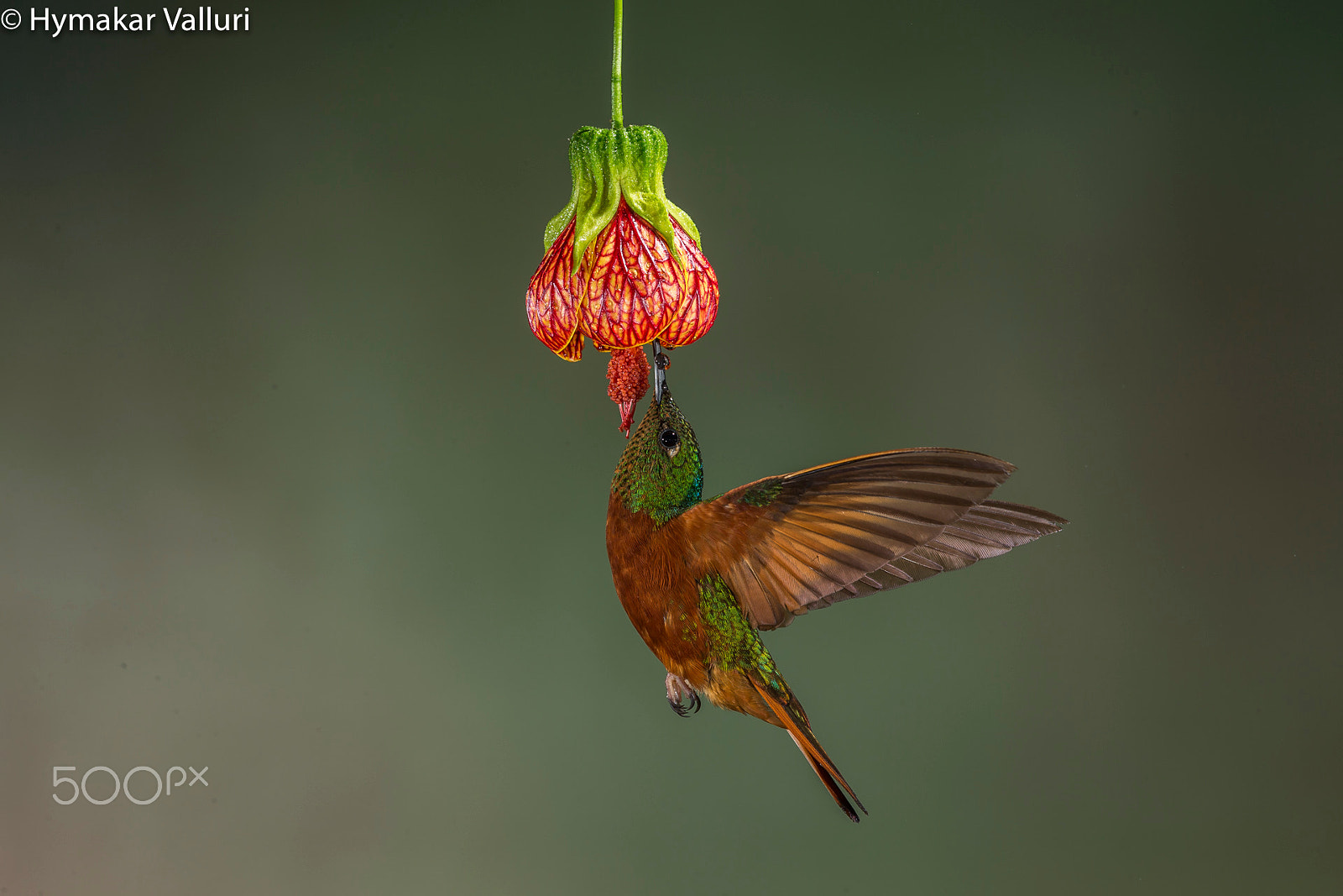 Canon EOS-1D X sample photo. Chestnut breasted coronet photography