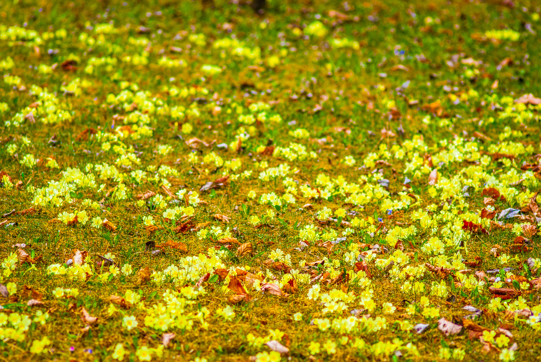 Sony Alpha DSLR-A330 + Sigma 70-300mm F4-5.6 DL Macro sample photo. Modded sony dsc photography