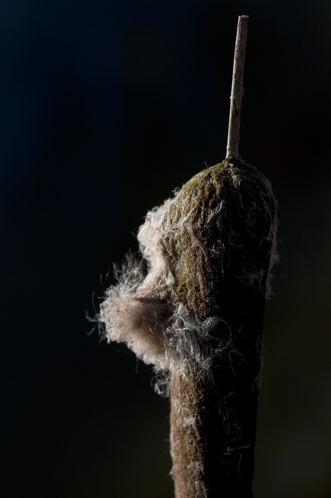 Nikon AF-S Micro-Nikkor 105mm F2.8G IF-ED VR sample photo. Winter kleuren photography