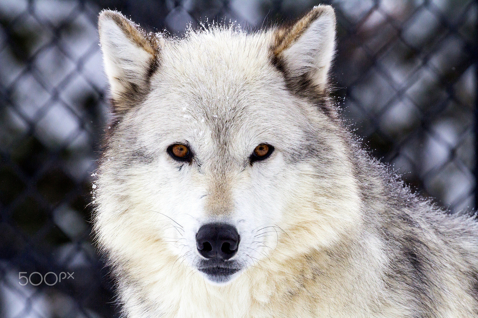 Canon EOS 60D + Canon EF 100-400mm F4.5-5.6L IS II USM sample photo. Portrait of wolf photography