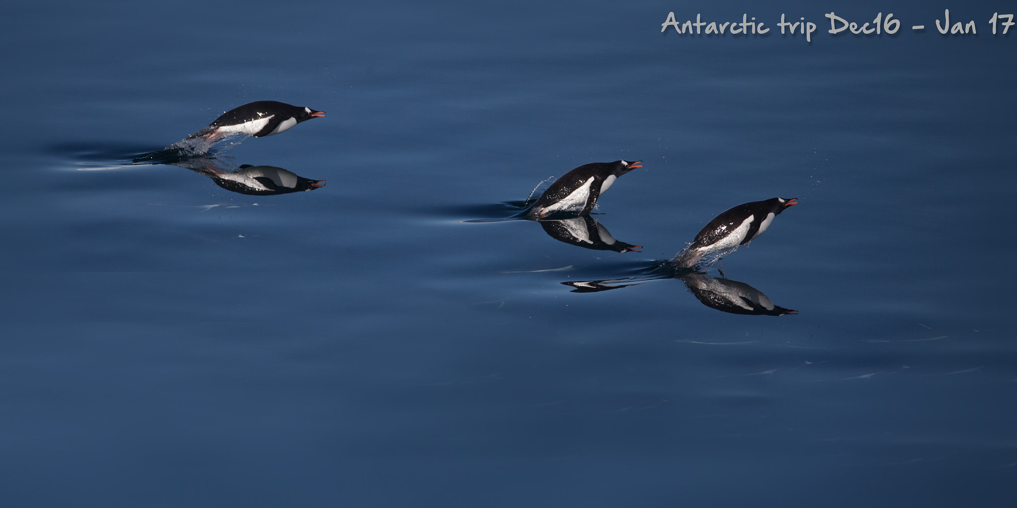 Canon EOS-1D X sample photo. Gentoo penguins swimming photography