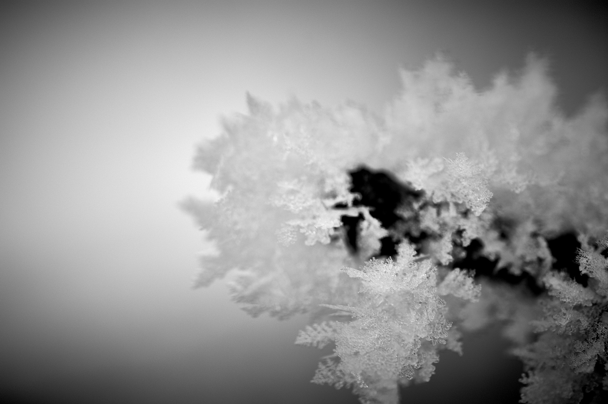 Sigma 105mm F2.8 EX DG OS HSM sample photo. Frozen photography
