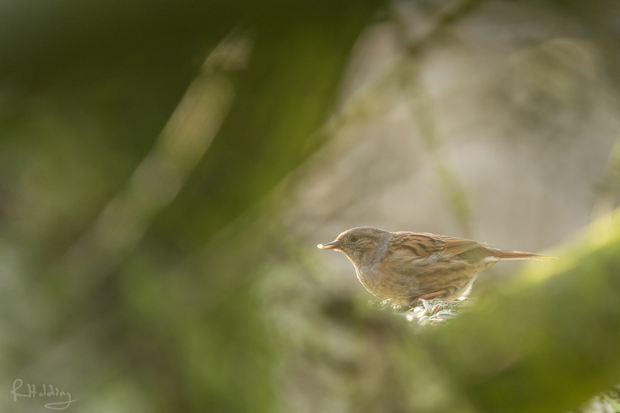 Olympus OM-D E-M1 sample photo. Dunnock with seed photography
