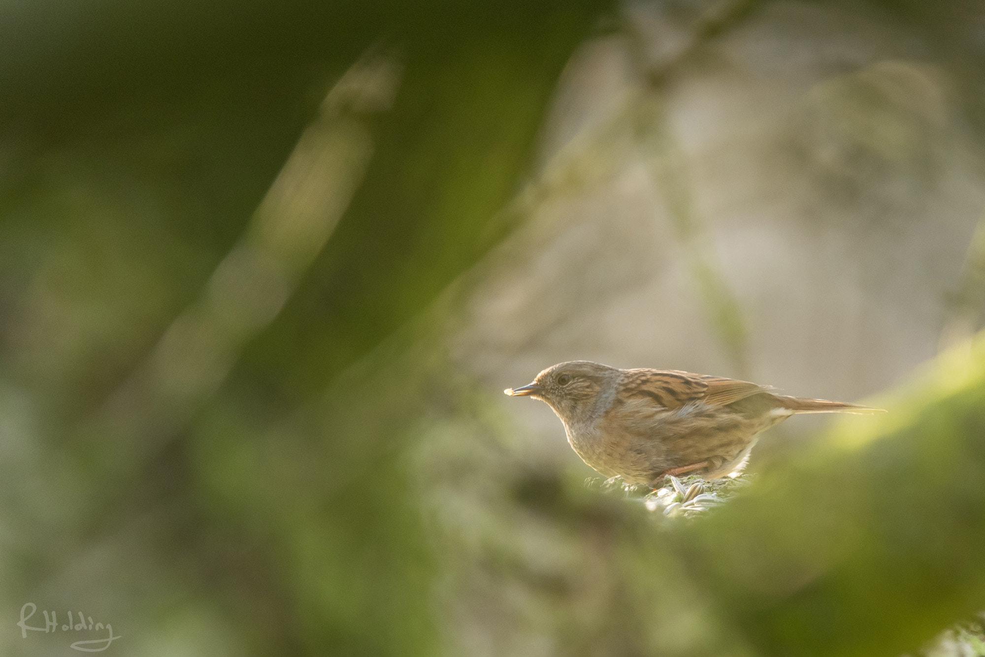 Olympus OM-D E-M1 + Olympus M.Zuiko Digital ED 40-150mm F2.8 Pro sample photo. Dunnock with seed photography