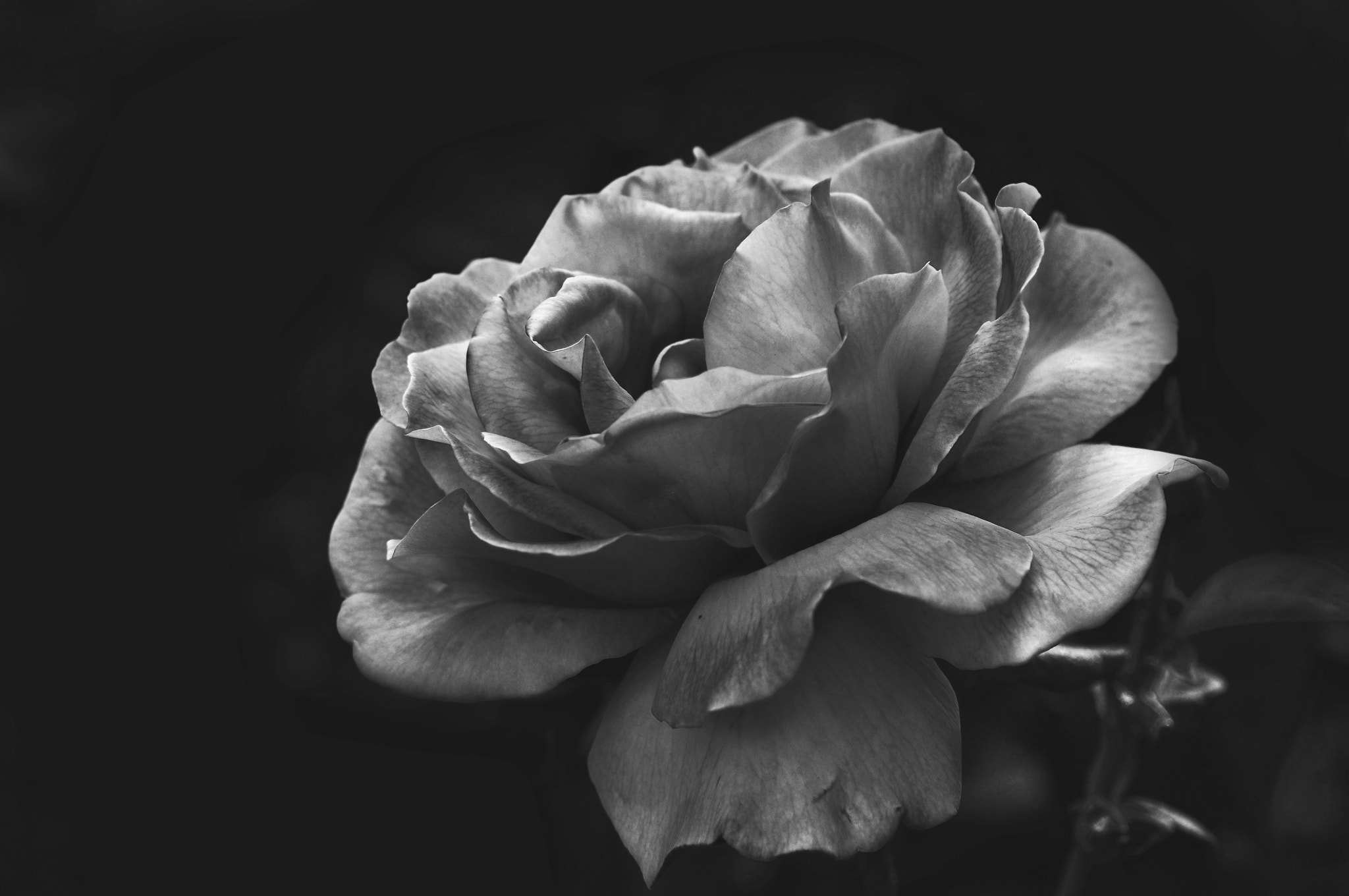 AF Micro-Nikkor 105mm f/2.8 sample photo. Роза photography