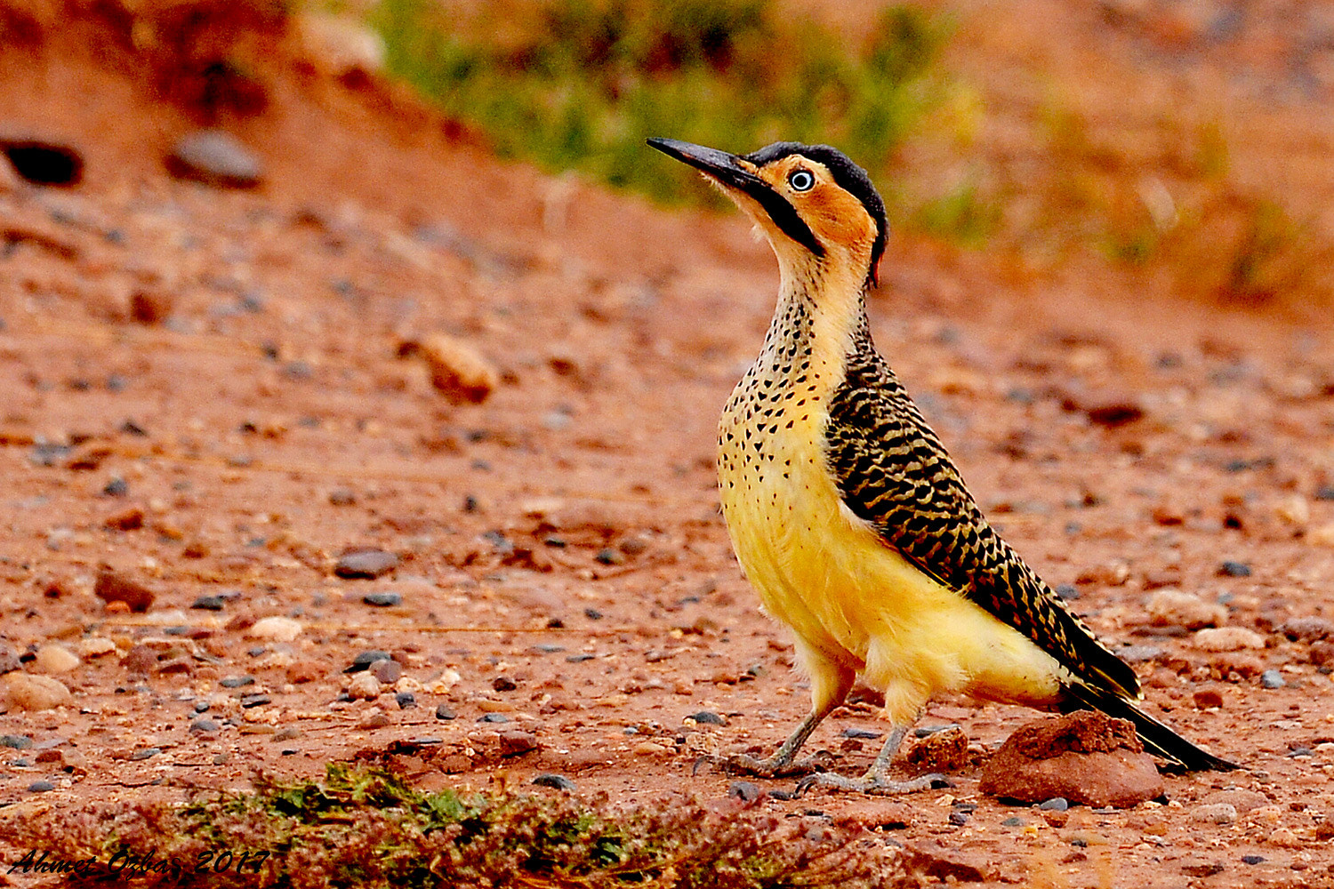 Nikon AF-S Nikkor 200-500mm F5.6E ED VR sample photo. Andean flicker photography
