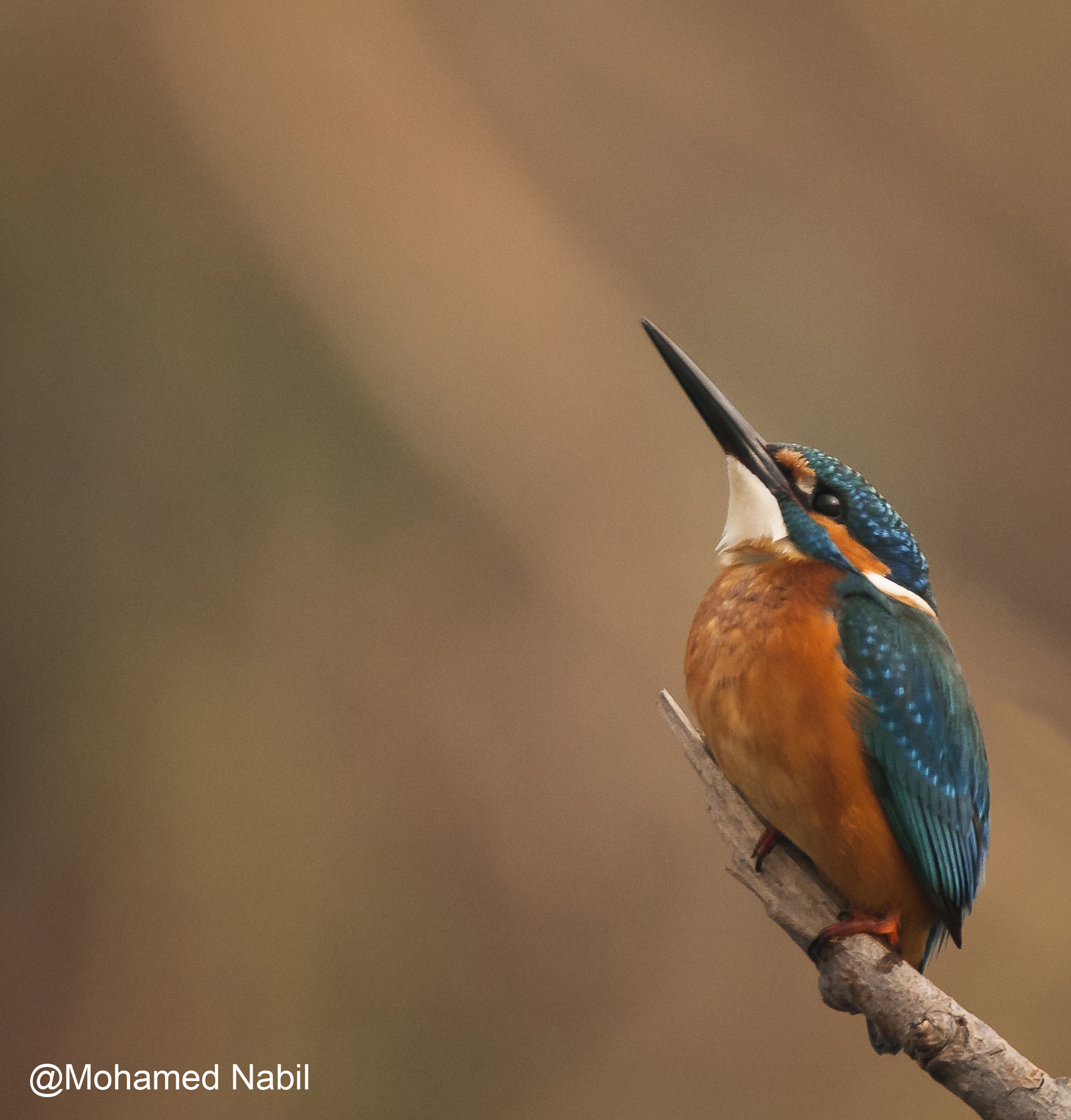 Nikon D300S sample photo. Common kingfisher  photography