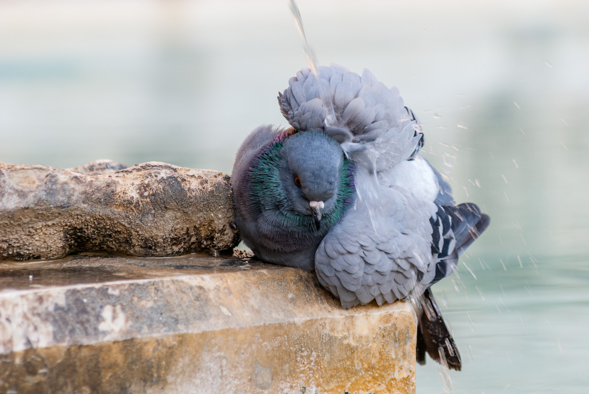 Sigma 70-300mm F4-5.6 APO DG Macro sample photo. Pigeon in siena photography