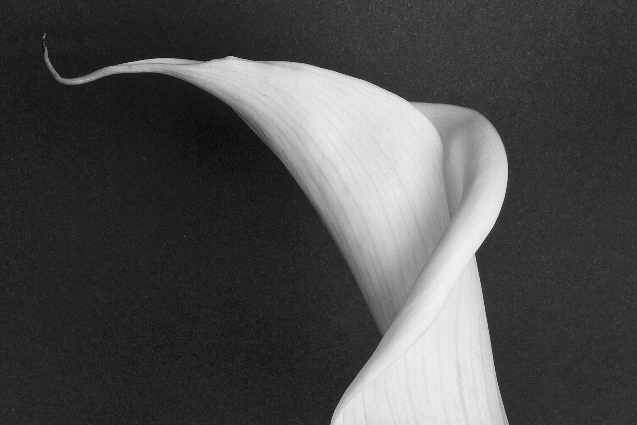 Canon EF-S 60mm F2.8 Macro USM sample photo. Calla lily closeup bnw photography