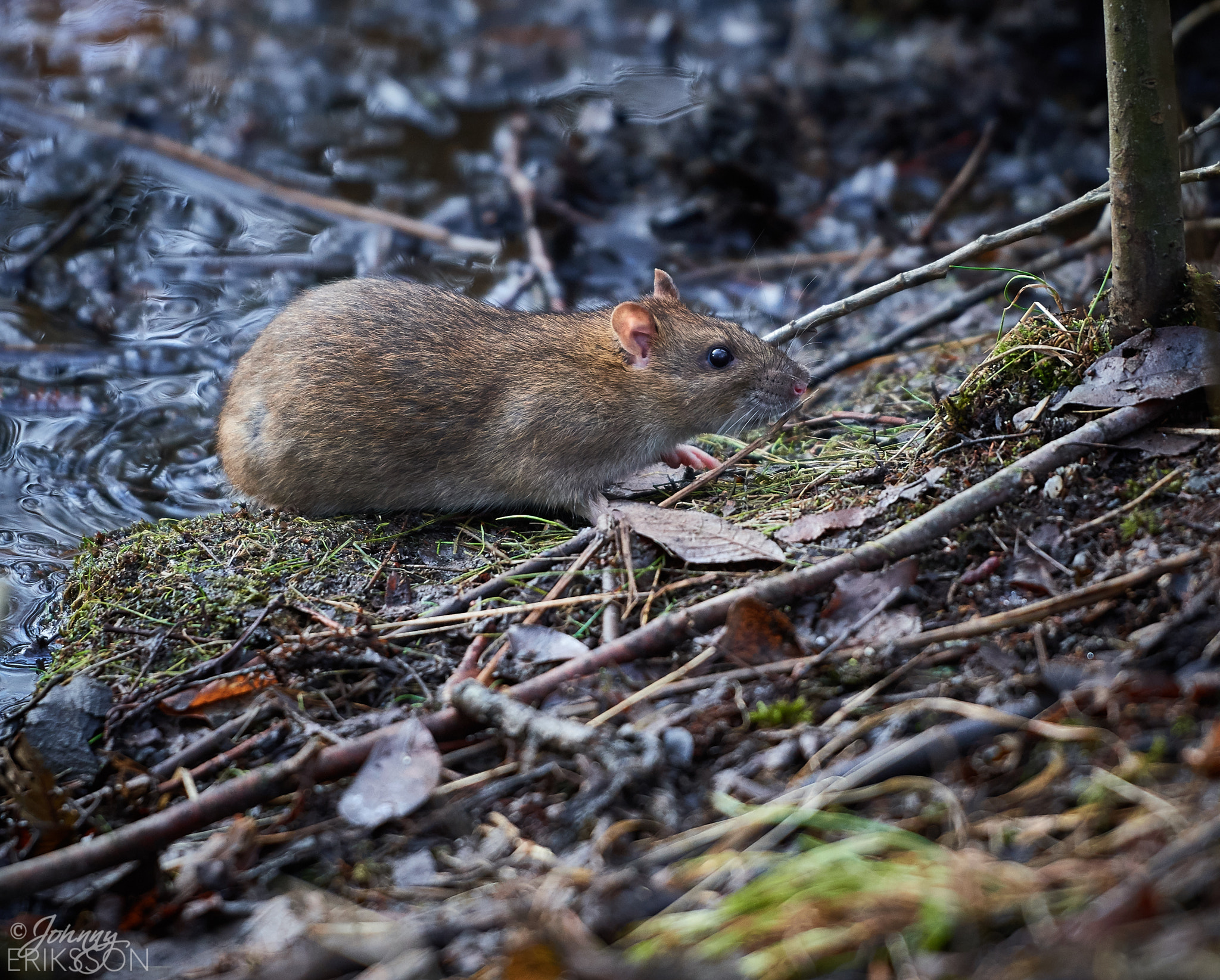 Nikon D500 sample photo. Brown rat (rattus norvegicus) photography