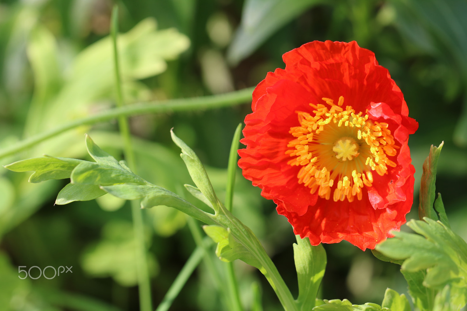 Canon EF 100mm F2.8L Macro IS USM sample photo. First poppy 6873 photography