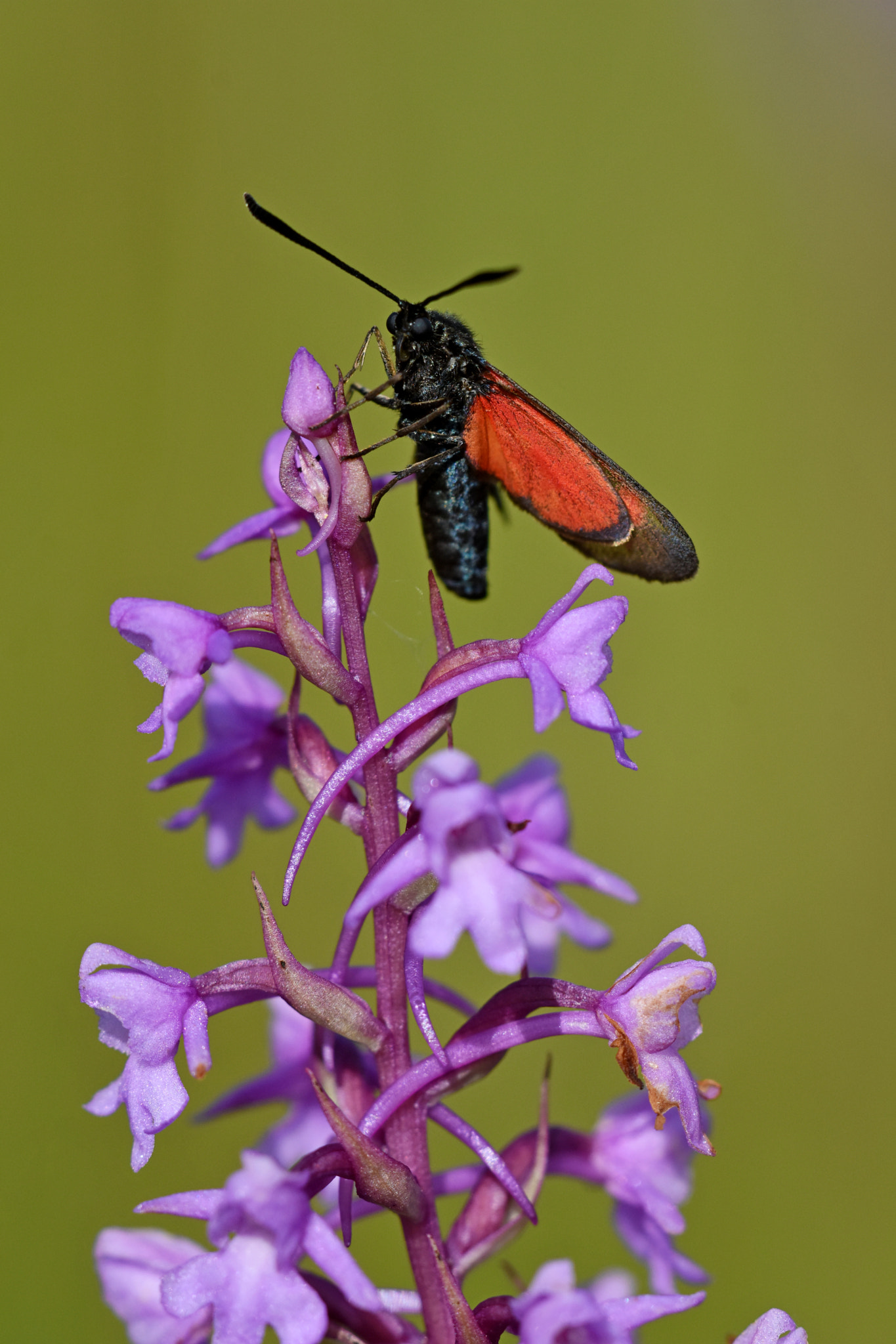 Sigma APO Macro 180mm F3.5 EX DG HSM sample photo. Orchid and butterfly photography