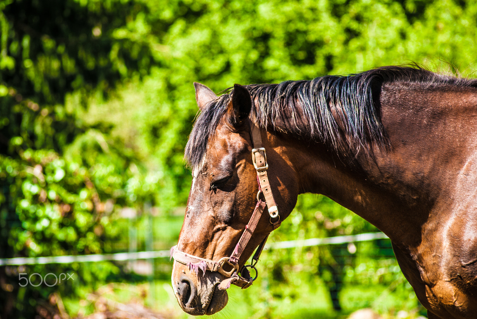 Sony Alpha DSLR-A330 + Sigma 70-300mm F4-5.6 DL Macro sample photo. Italy animals photography